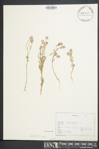 Polygala sanguinea image