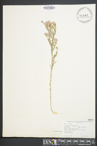 Polygala sanguinea image