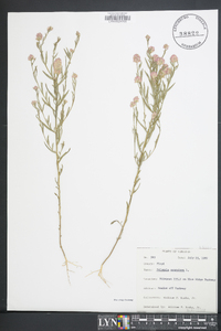 Polygala sanguinea image