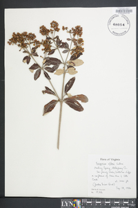 Eriogonum allenii image