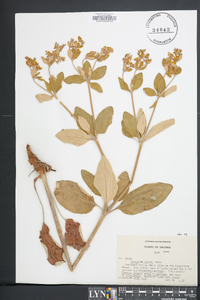 Eriogonum allenii image