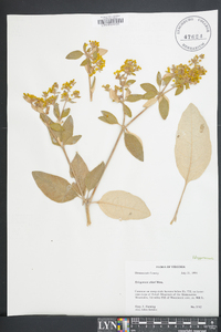 Eriogonum allenii image