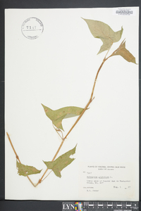 Persicaria arifolia image