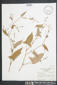 Persicaria arifolia image