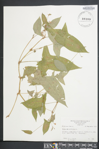 Persicaria arifolia image