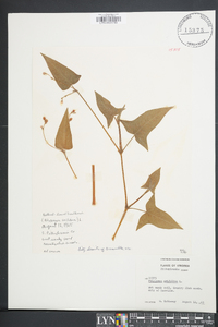 Persicaria arifolia image