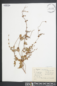 Fallopia cristata image