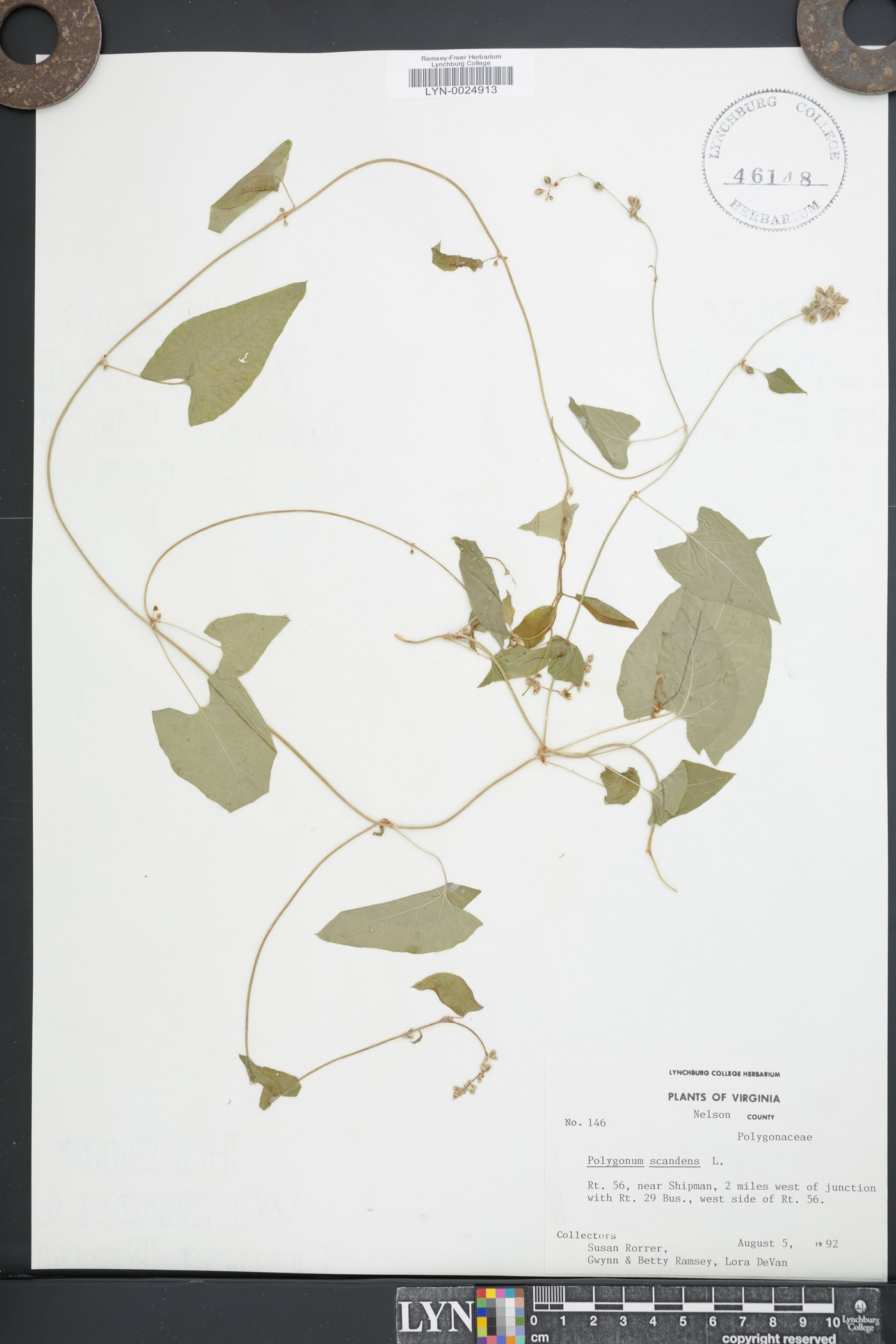Fallopia cristata image