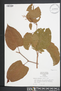 Reynoutria japonica image