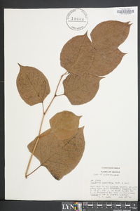 Reynoutria japonica image