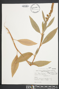 Rumex altissimus image