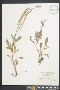 Rumex hastatulus image