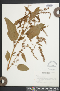 Rumex obtusifolius image