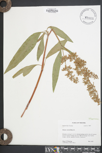 Rumex verticillatus image