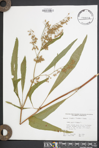 Rumex verticillatus image