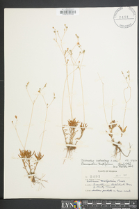Phemeranthus piedmontanus image