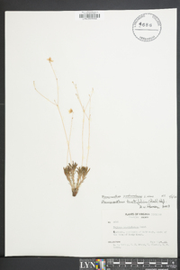 Phemeranthus piedmontanus image