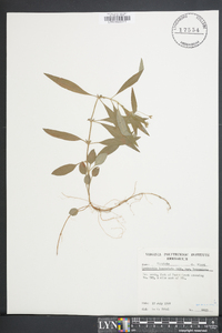 Lysimachia lanceolata image