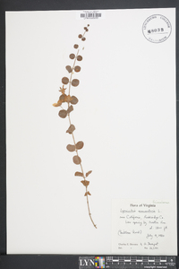 Lysimachia nummularia image