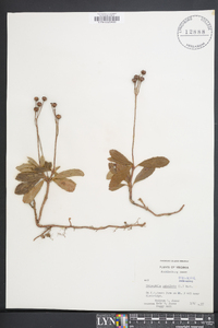 Chimaphila umbellata image