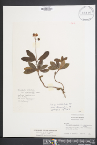 Chimaphila umbellata image