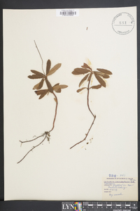 Chimaphila umbellata var. cisatlantica image