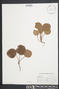 Pyrola rotundifolia image