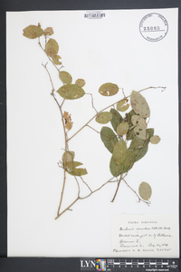 Berchemia scandens image