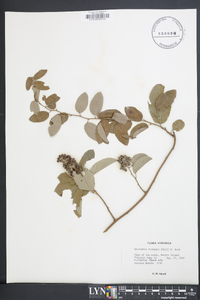 Berchemia scandens image