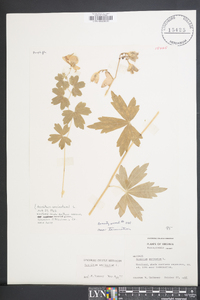 Aconitum uncinatum image