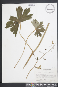 Aconitum reclinatum image