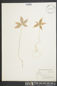 Trientalis borealis image