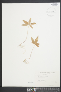 Trientalis borealis image