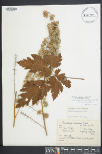 Actaea podocarpa image