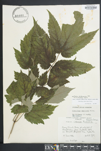 Actaea podocarpa image