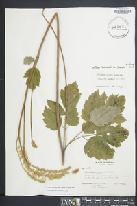 Actaea racemosa image