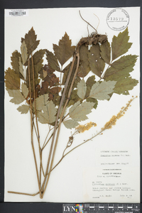 Actaea racemosa image