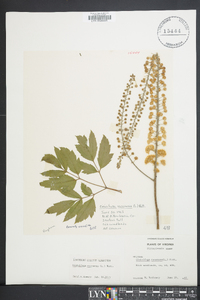 Actaea racemosa image