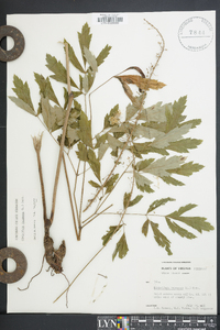 Actaea racemosa image