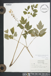 Actaea racemosa image