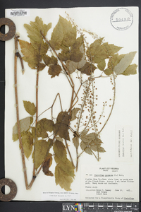 Actaea racemosa image