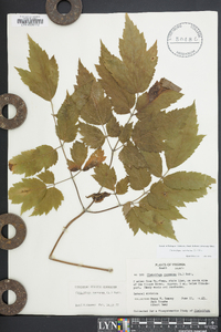 Actaea racemosa image