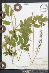 Actaea racemosa image