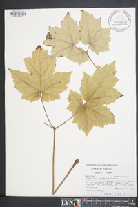 Actaea rubifolia image