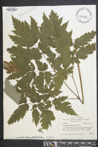 Actaea podocarpa image