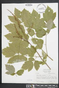 Actaea racemosa image