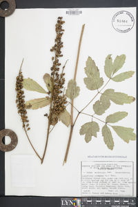 Actaea racemosa image