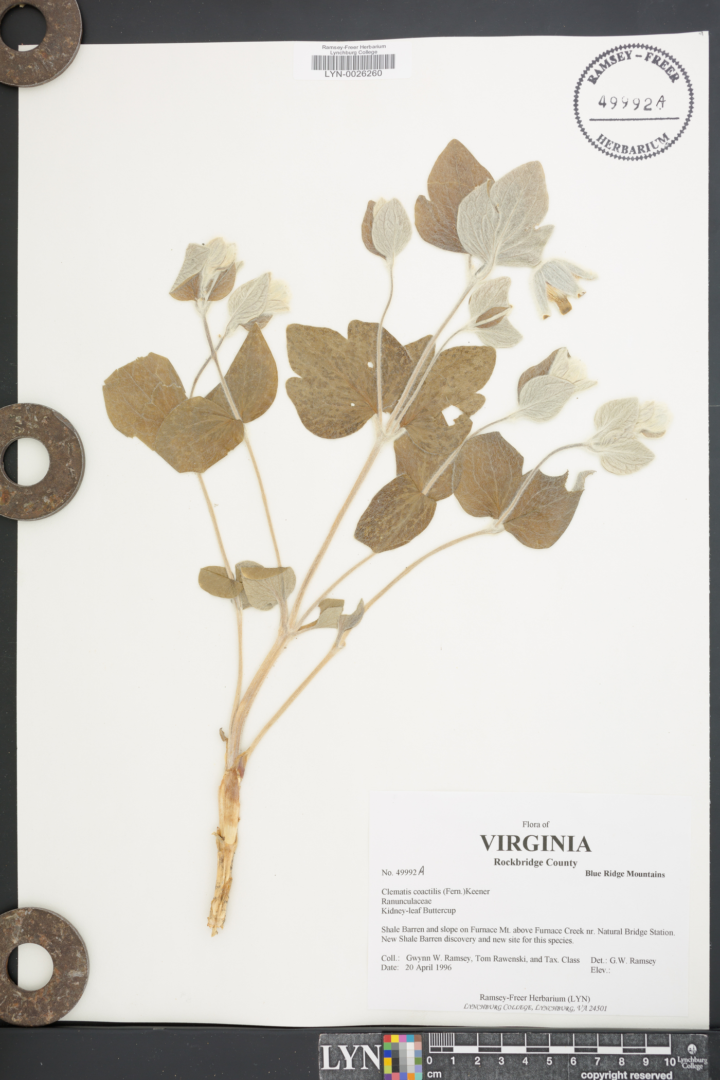 Clematis coactilis image