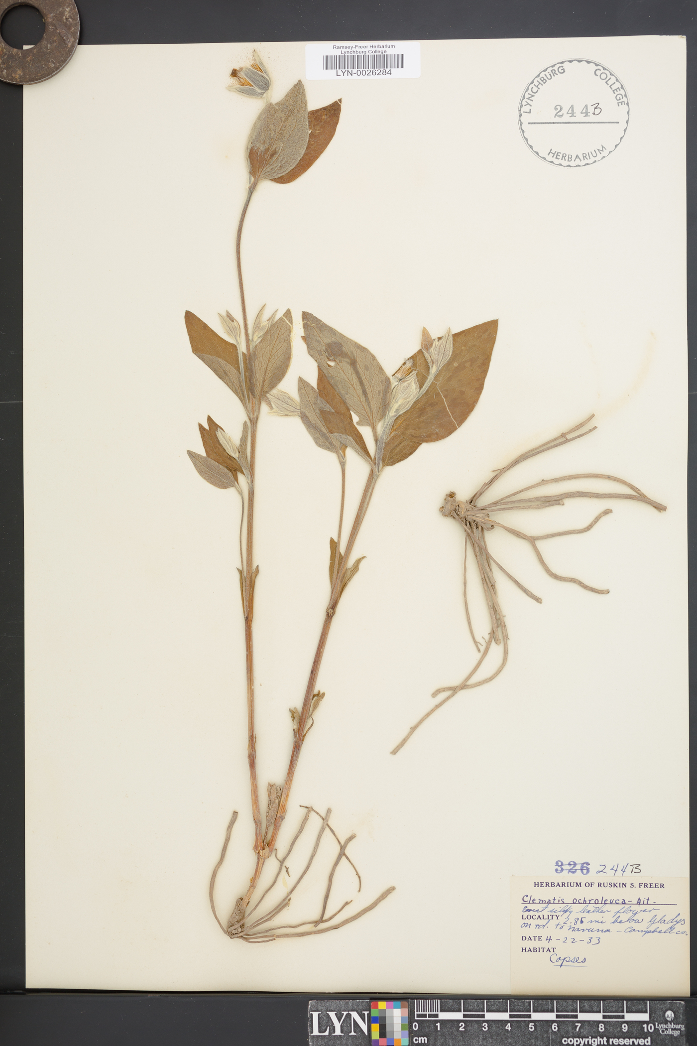 Clematis ochroleuca image