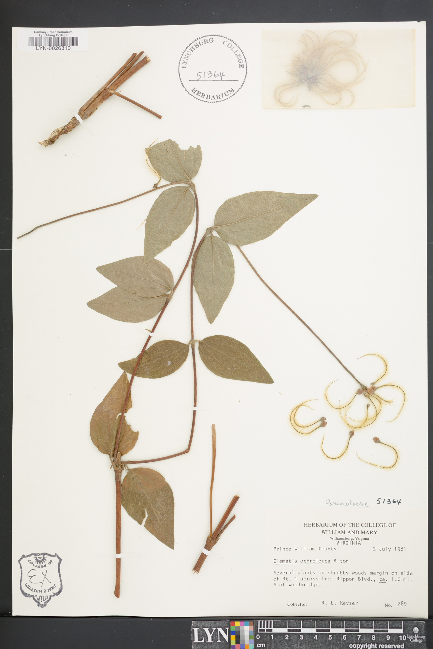 Clematis ochroleuca image